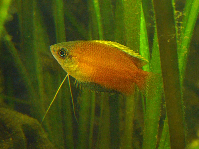 Gurami medový