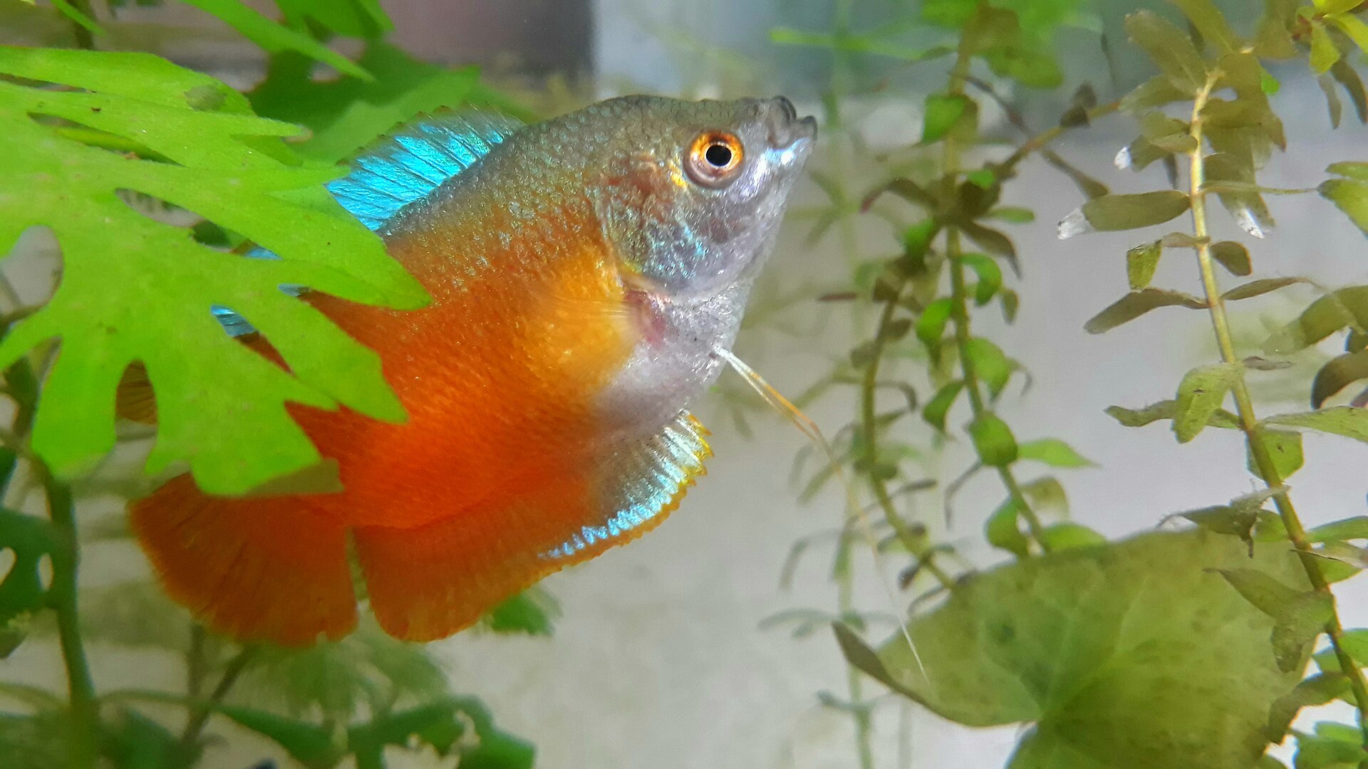 Gurami medový (Trichogaster chuna) — foto 2