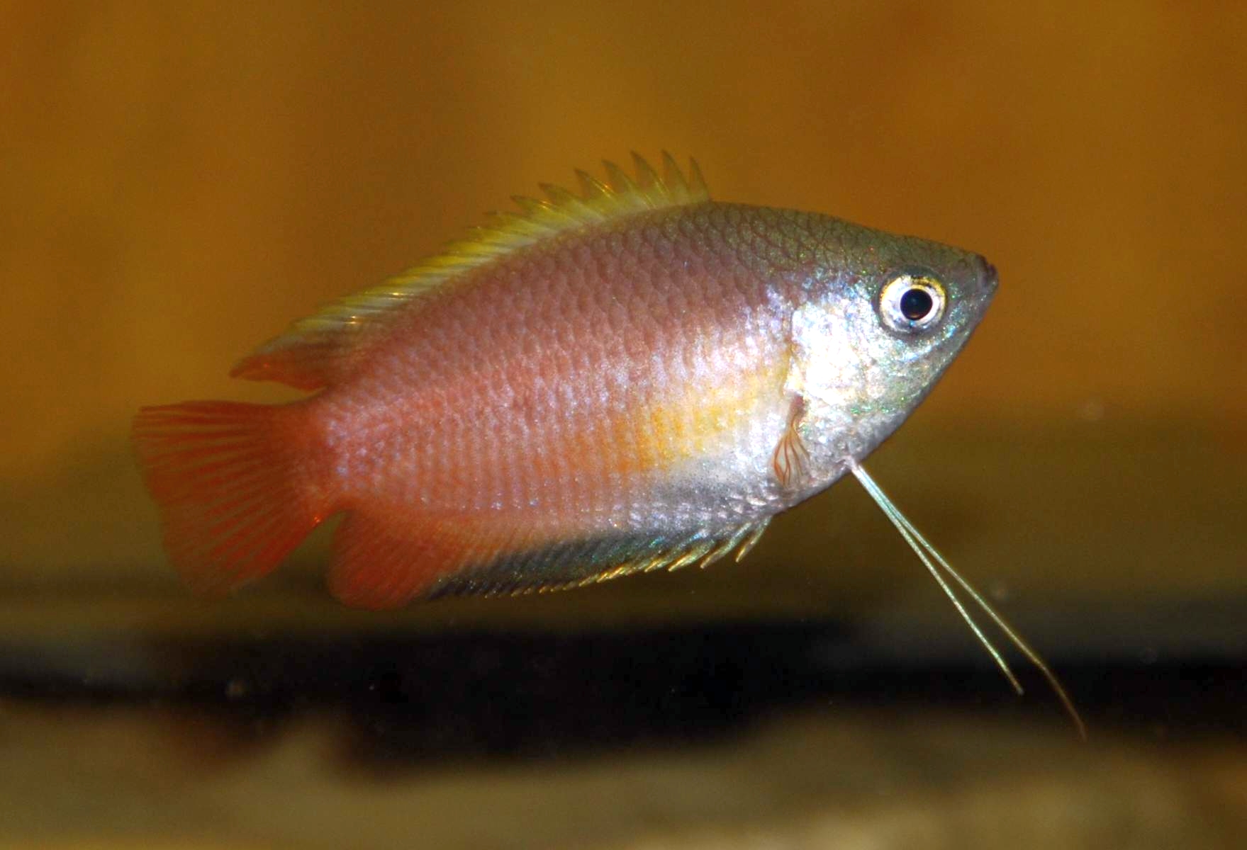 Gurami medový (Trichogaster chuna) — foto 3