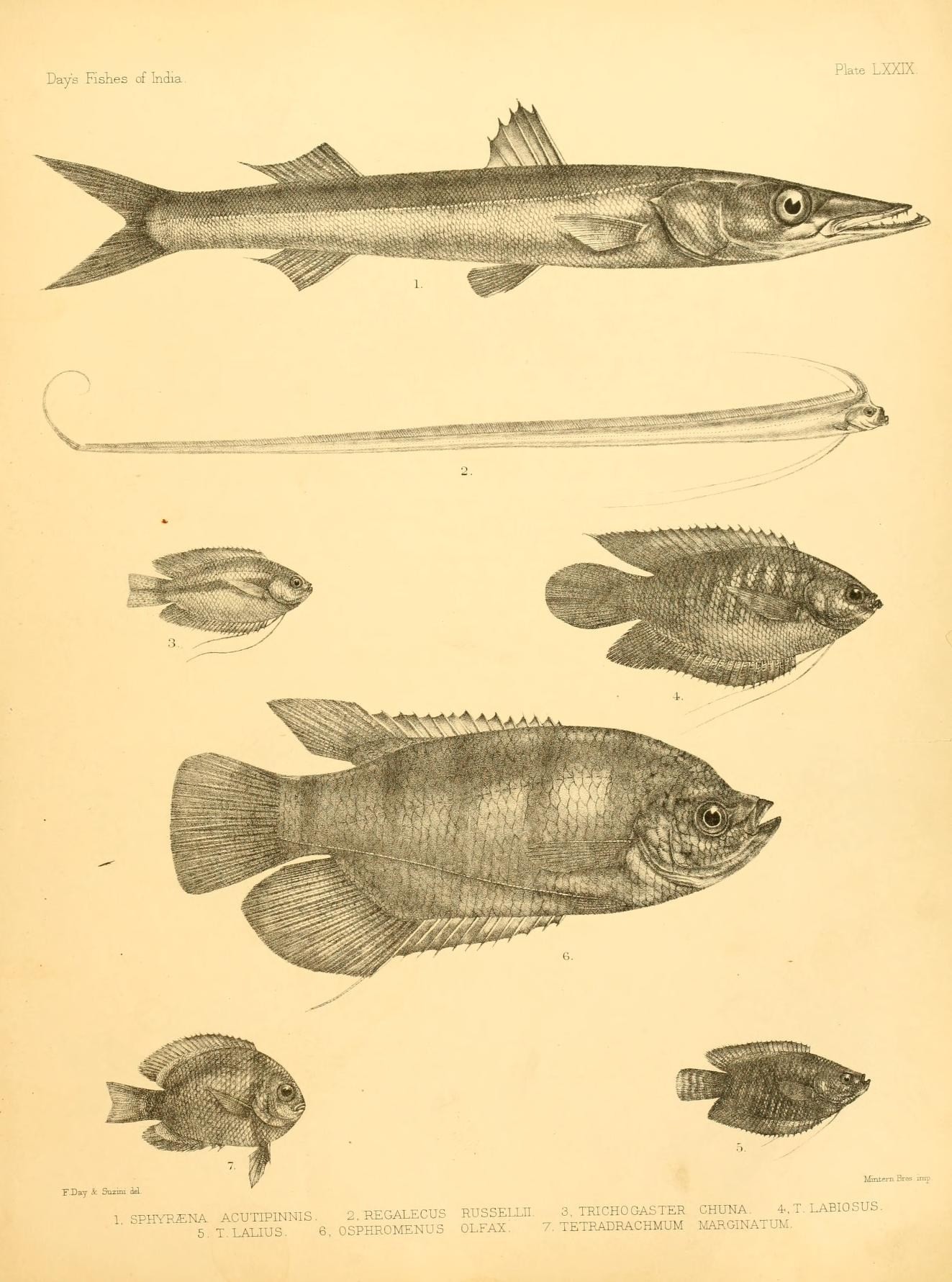 Gurami medový (Trichogaster chuna) — foto 5