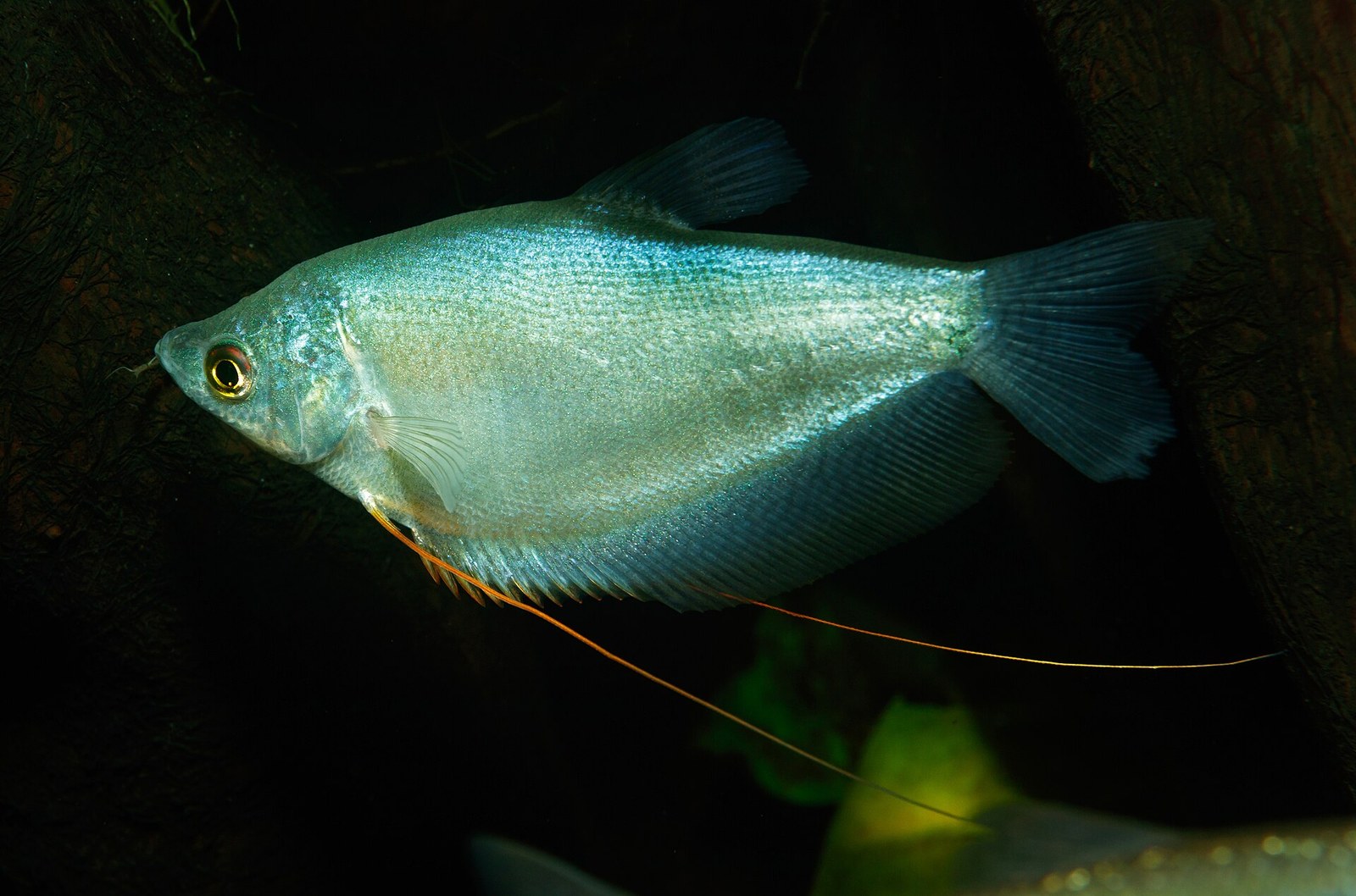 Guráma mesačná (Trichopodus microlepis)