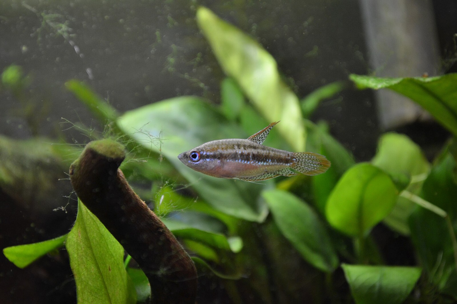 Guráma trblietavá (Trichopsis pumila)