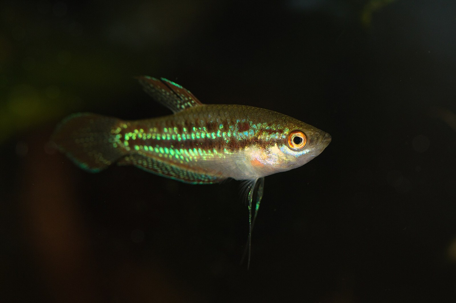 Guráma trblietavá (Trichopsis pumila) &mdash; dospelý jedinec s trblietavými modro-zelenými bodkami