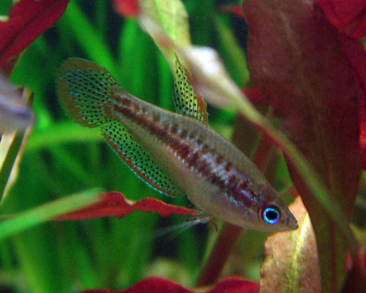 Detail trblietavého sfarbenia gurámy trblietavej (Trichopsis pumila)