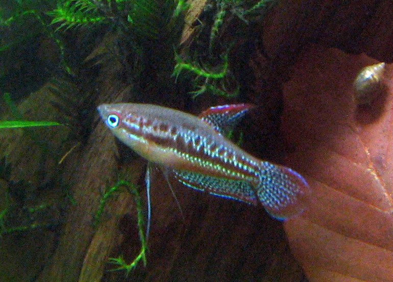 Samec gurámy trblietavej (Trichopsis pumila) pri koreni