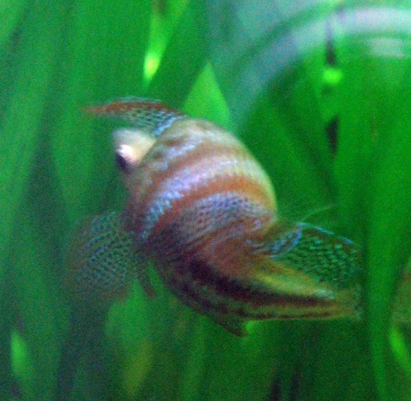 Guráma trblietavá (Trichopsis pumila) s rozprestretými nepárovými plutvami