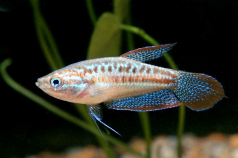 Guráma trblietavá (Trichopsis pumila) — bočný pohľad s modrými bodkami a červenými lemami plutiev