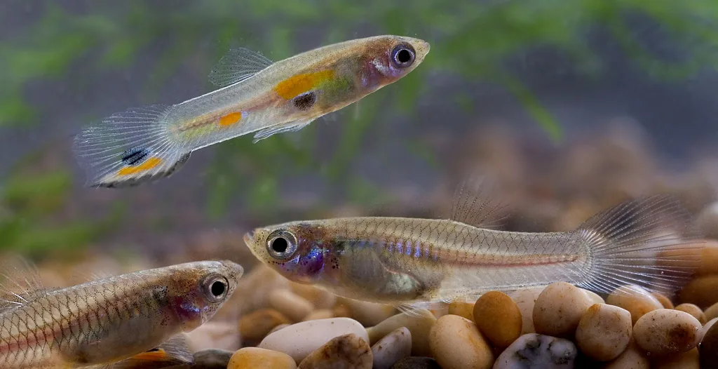 Guppy živorodka