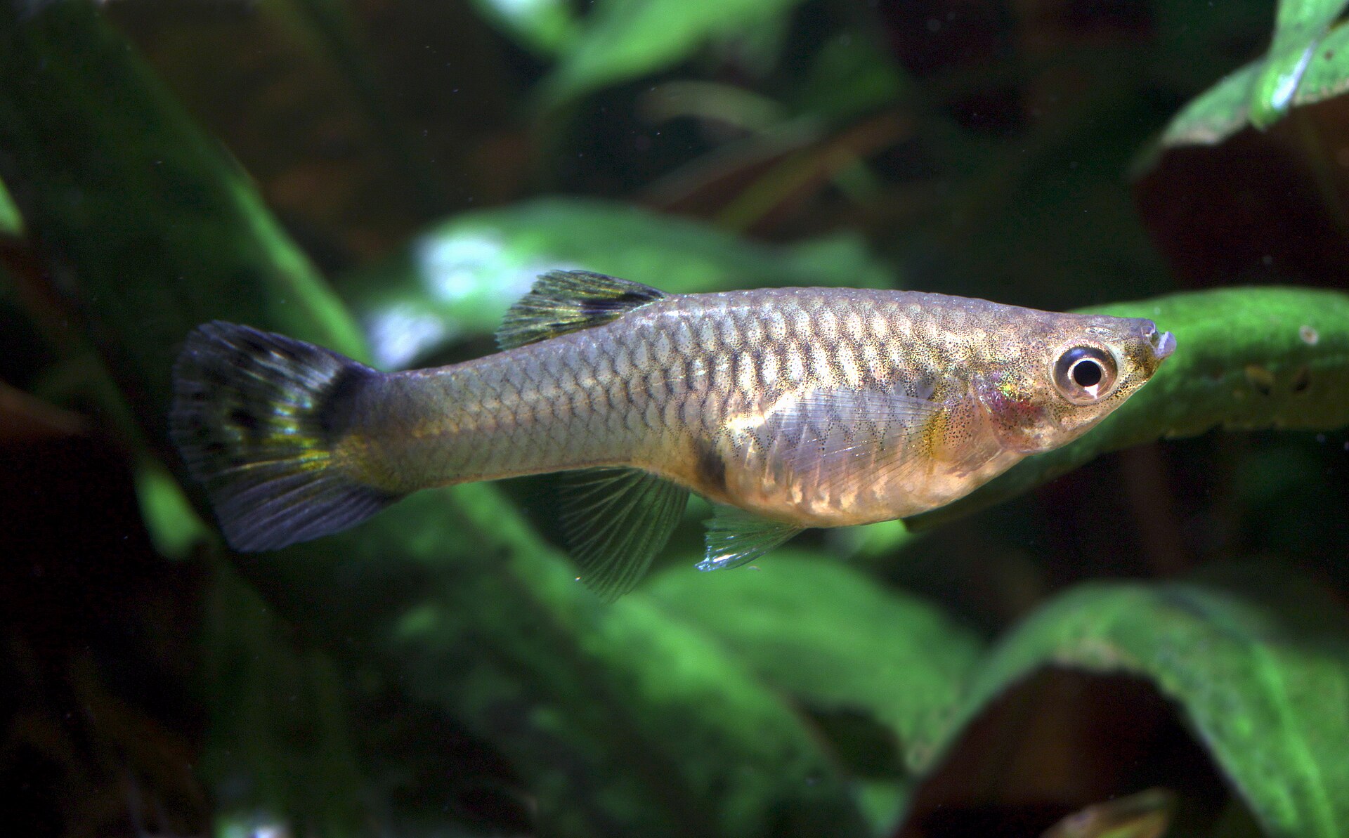 Guppy (Poecilia reticulata) — foto 2