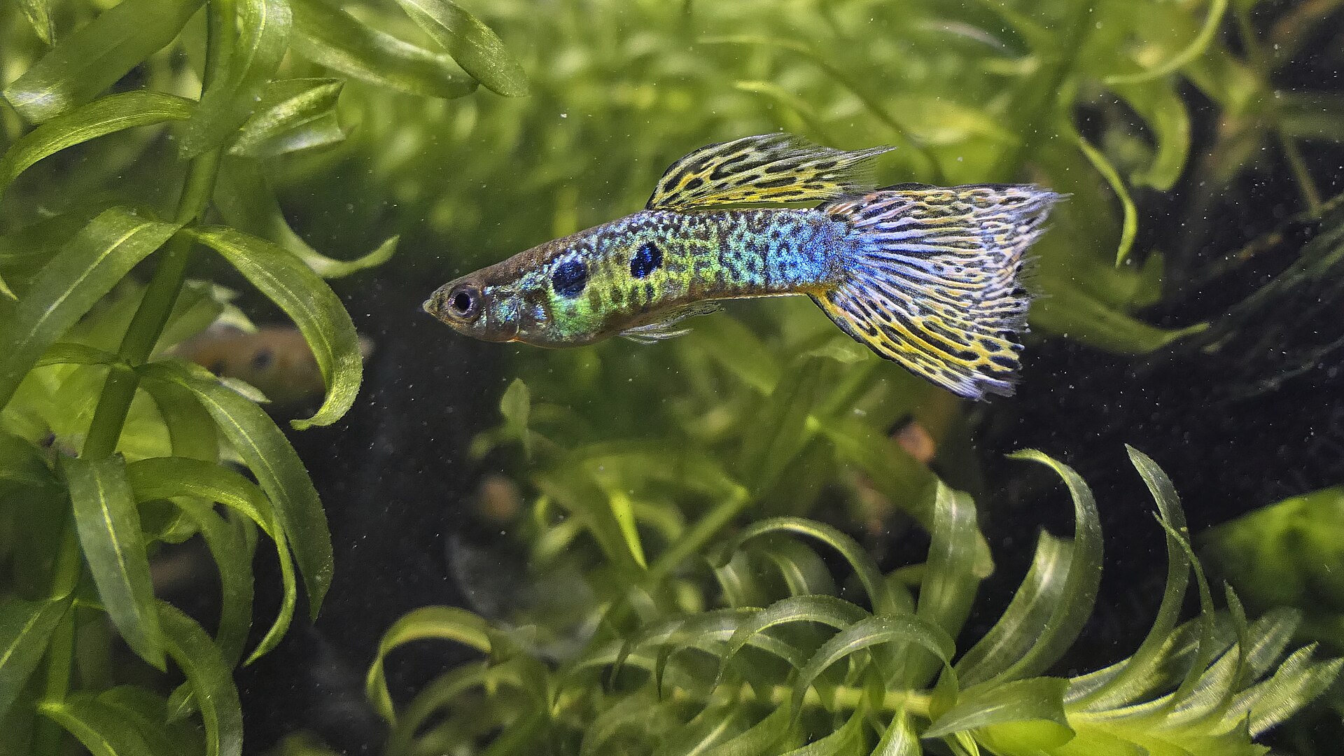 Guppy (Poecilia reticulata) — foto 3