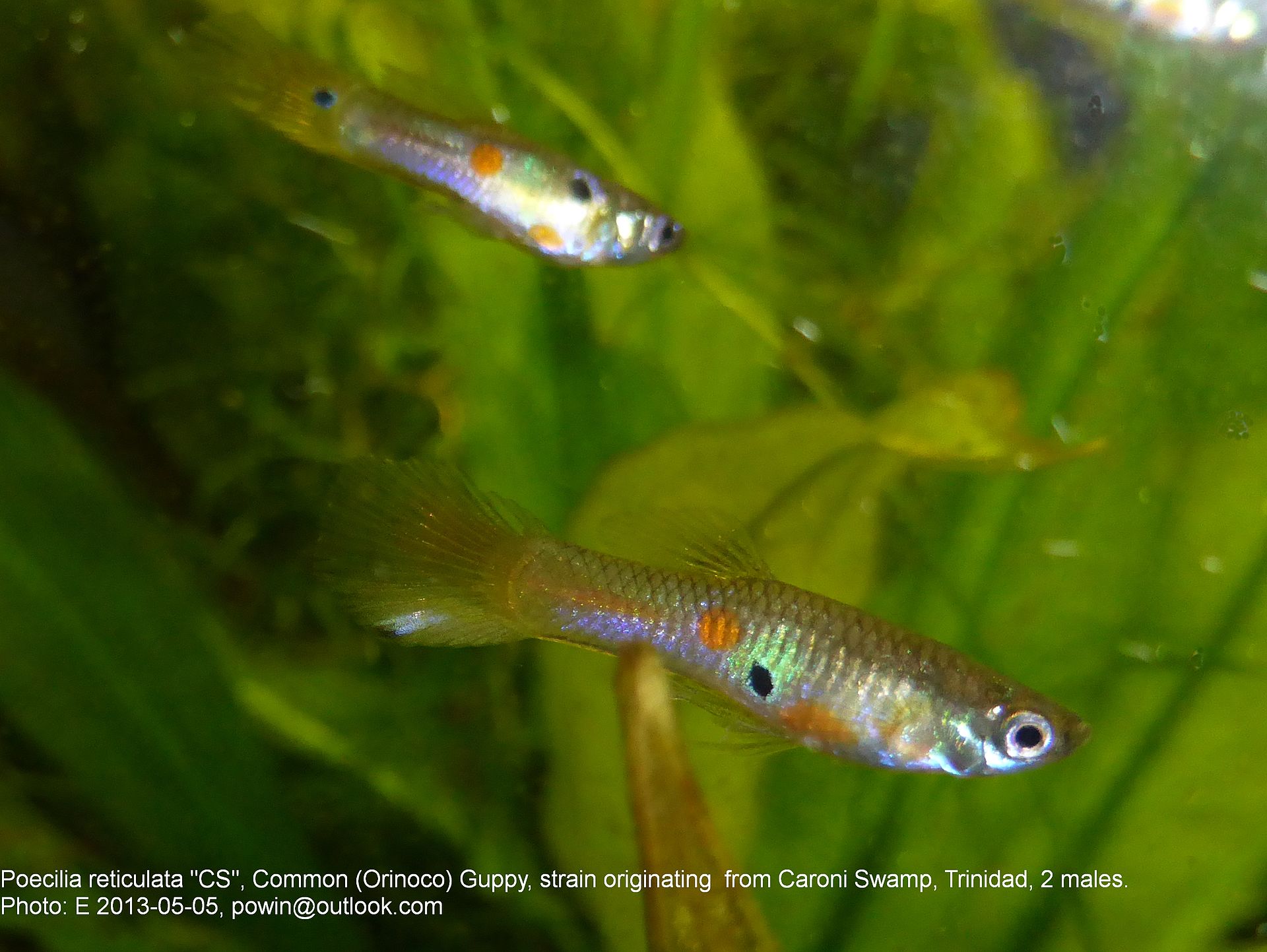Guppy (Poecilia reticulata) — foto 4