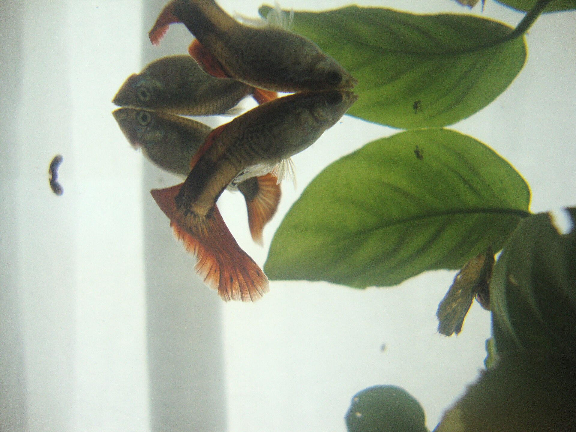 Guppy (Poecilia reticulata) — foto 5