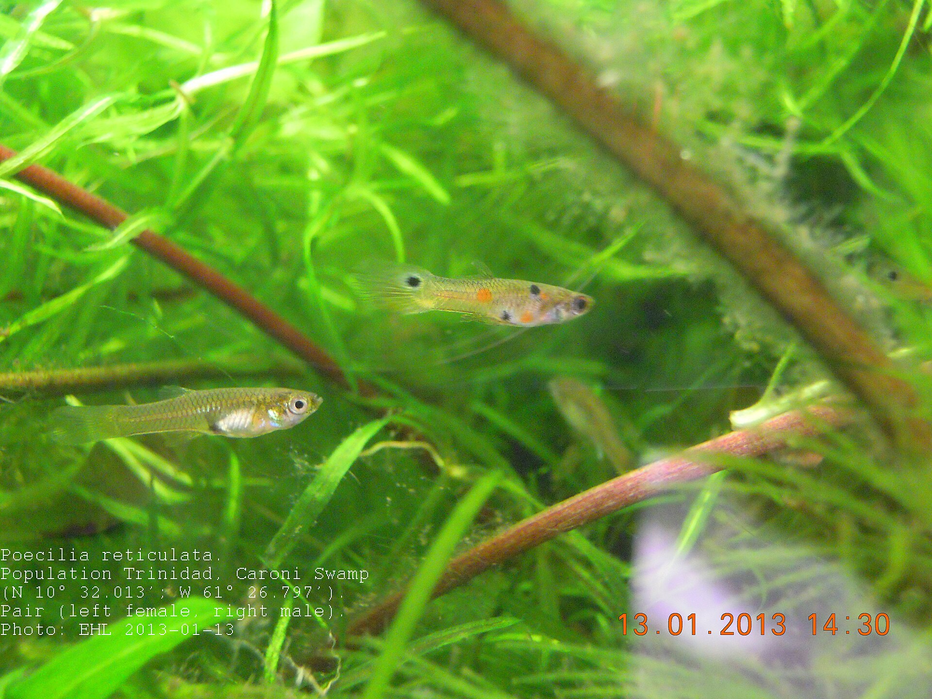 Guppy (Poecilia reticulata) — foto 6