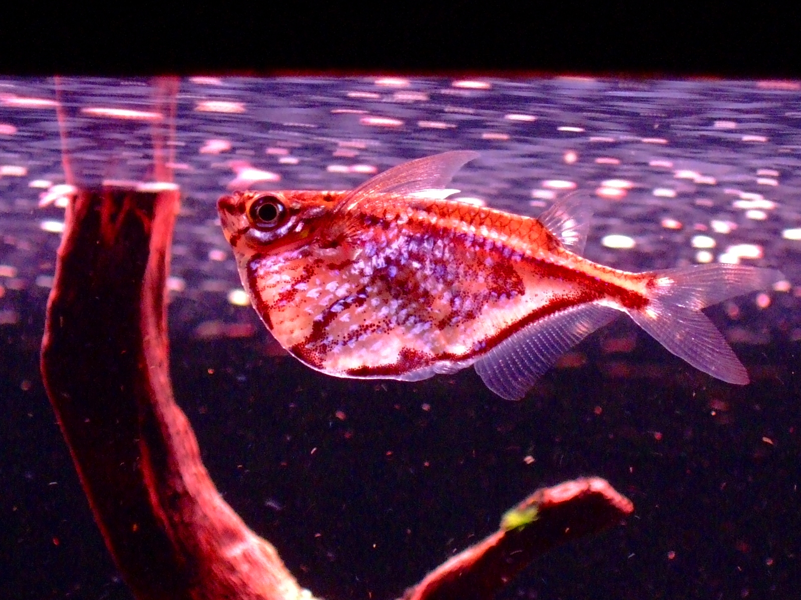 Foto 6