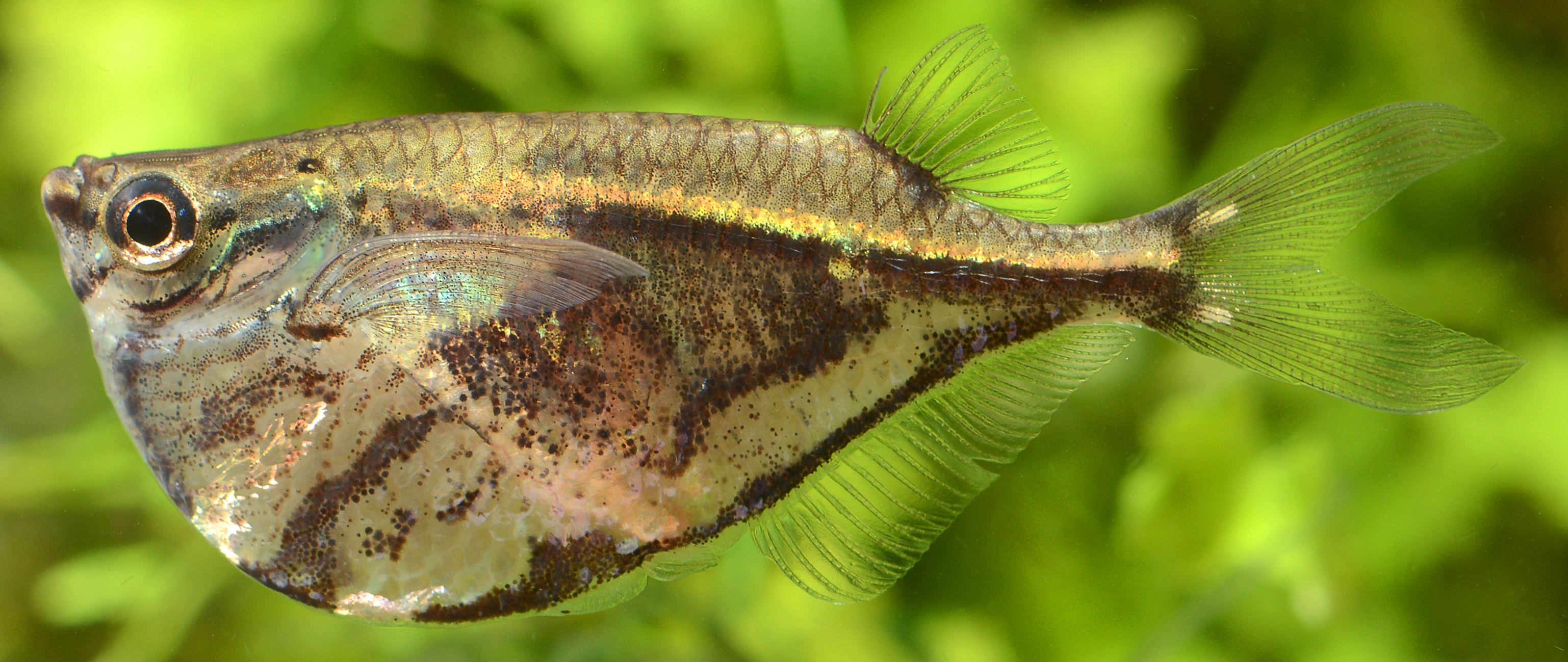 Hatchetfish mramorovaný