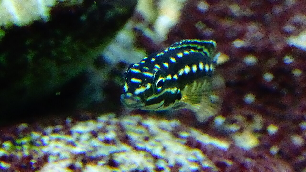 Foto 3