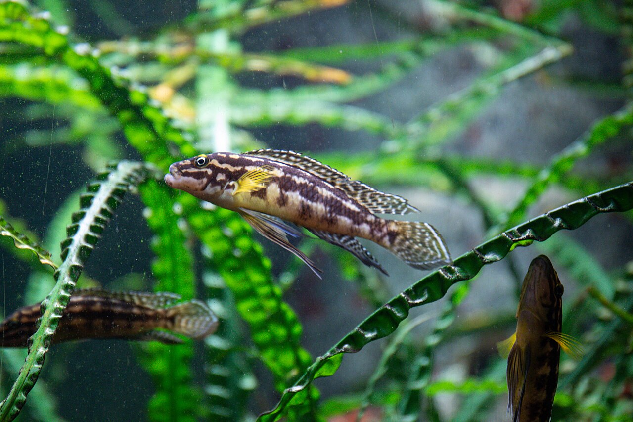 Julidochromis Marlieho
