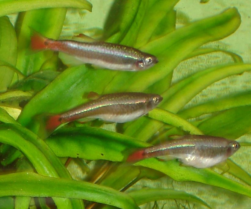 Hejno kardinálok horských medzi rastlinami Vallisneria