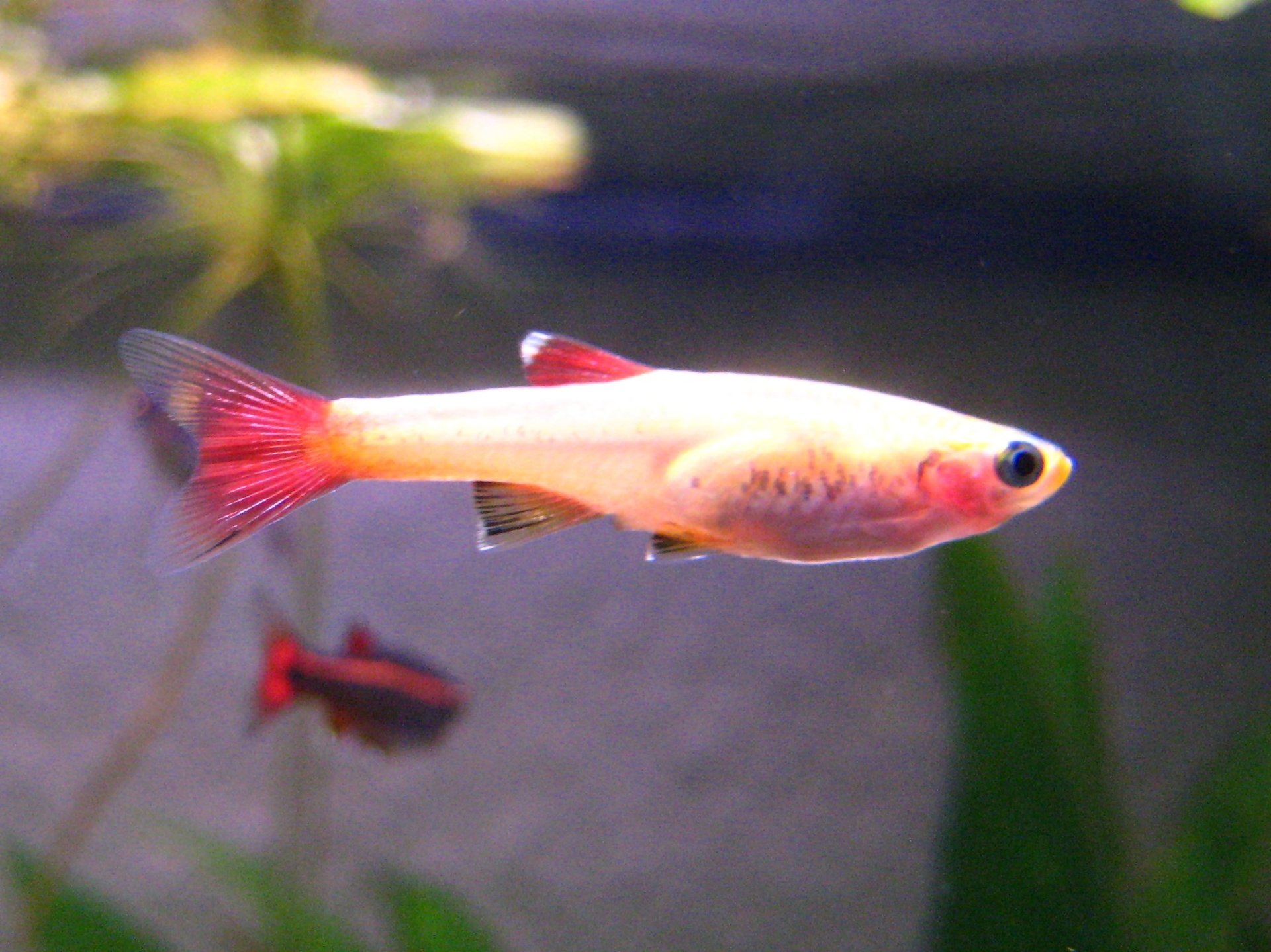Zlatá (golden / red-gold) šľachtená forma kardinálky horskej s ružovo-zlatým telom
