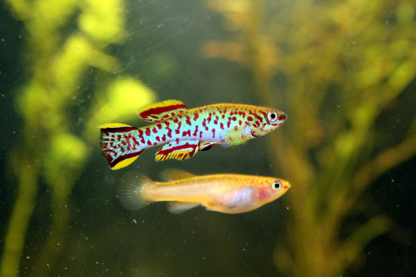 Halančík Gardnerov (Fundulopanchax gardneri)