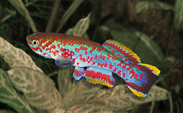 Halančík Gardnerov, forma nigerianus Makurdi (Fundulopanchax gardneri nigerianus)
