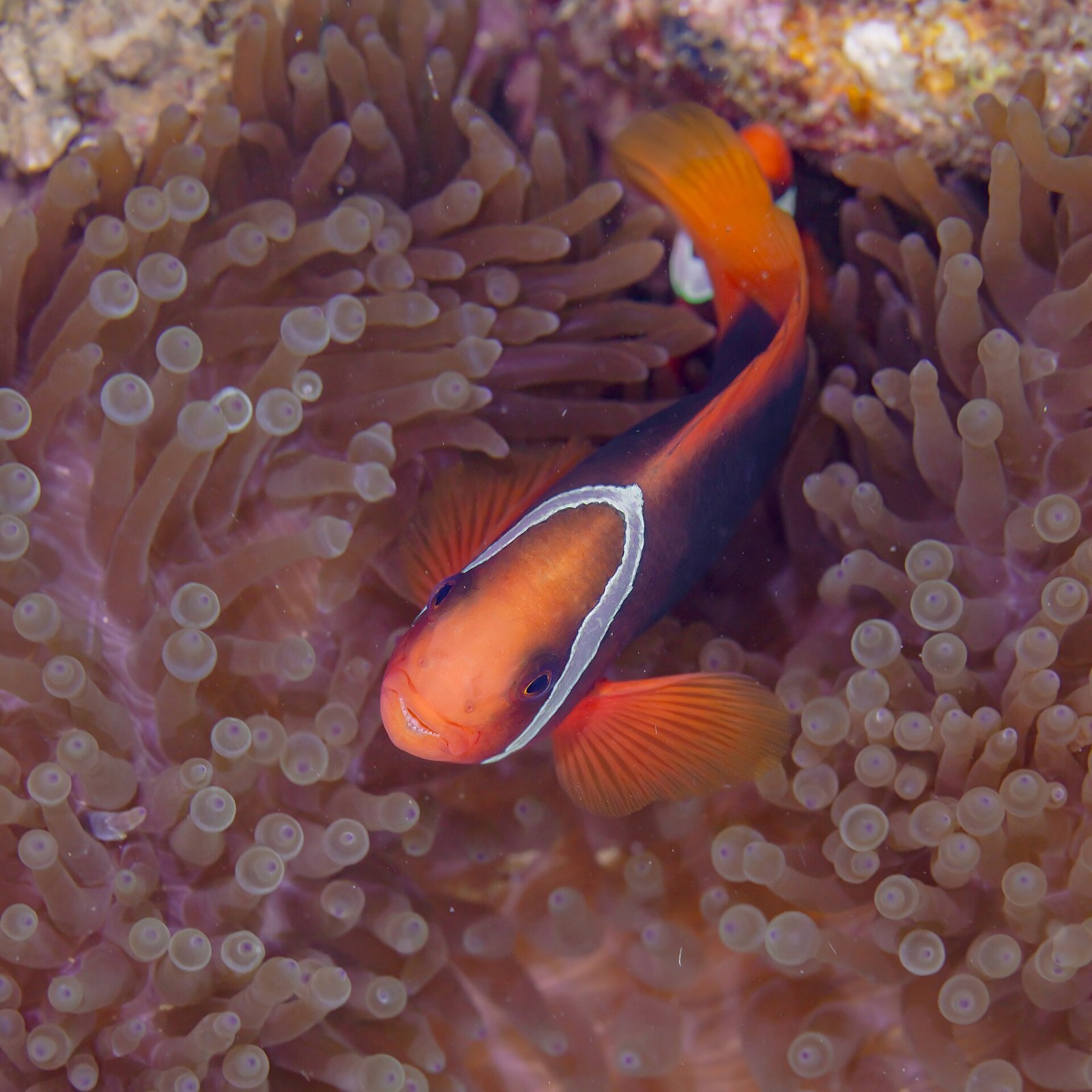 Klaun ohnivý (Amphiprion frenatus)