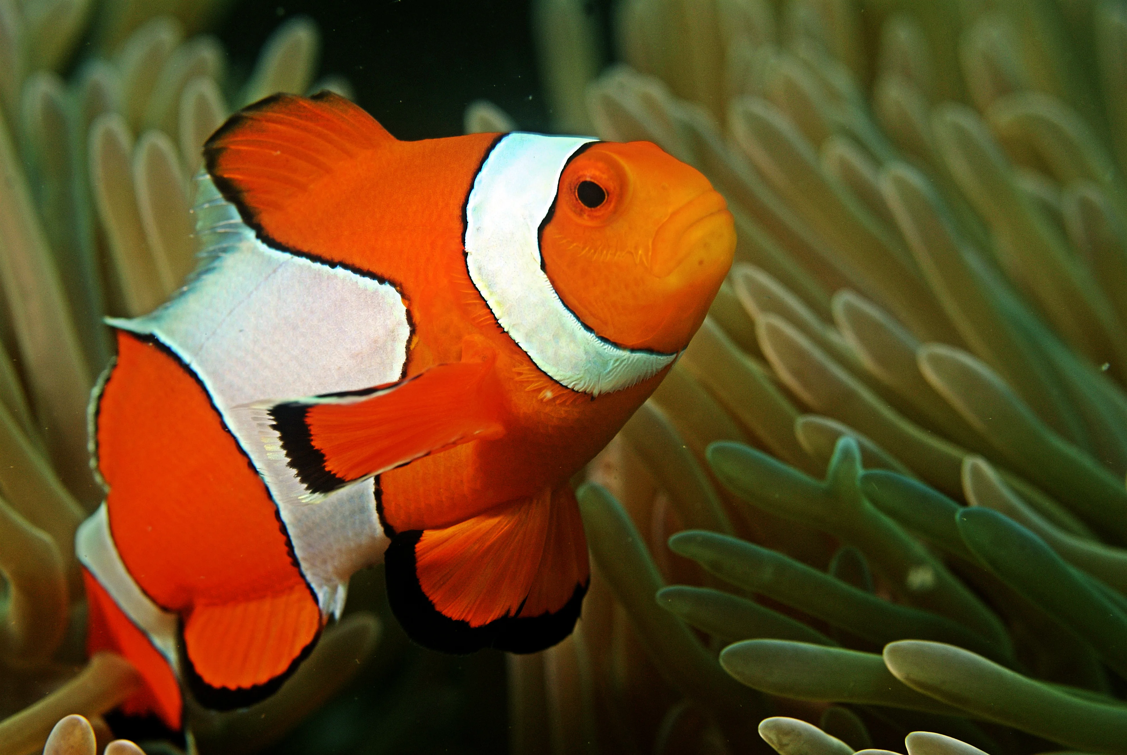 Klauni Nemo (ocellaris)
