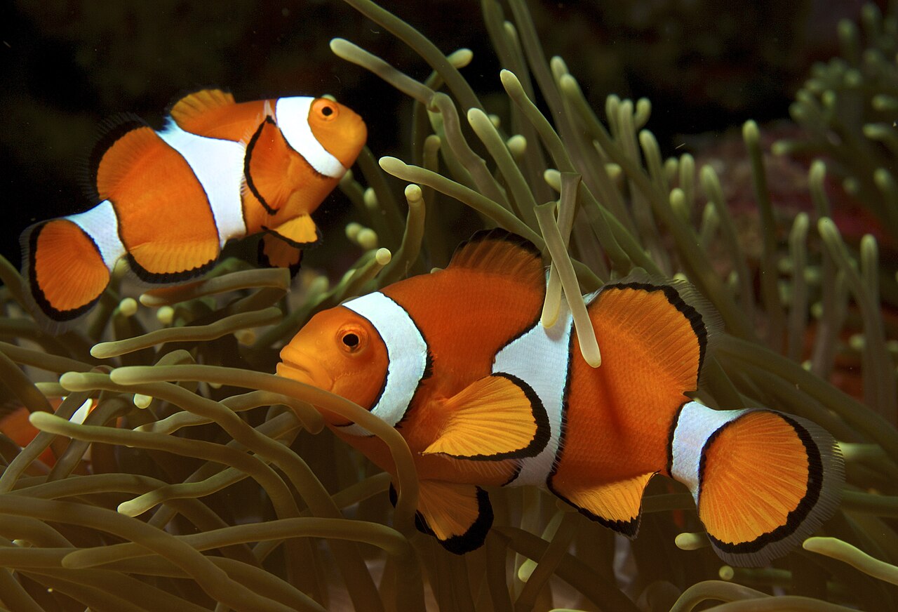 Amphiprion ocellaris (klaun očkatý) — dospelý jedinec so sasankou Heteractis magnifica