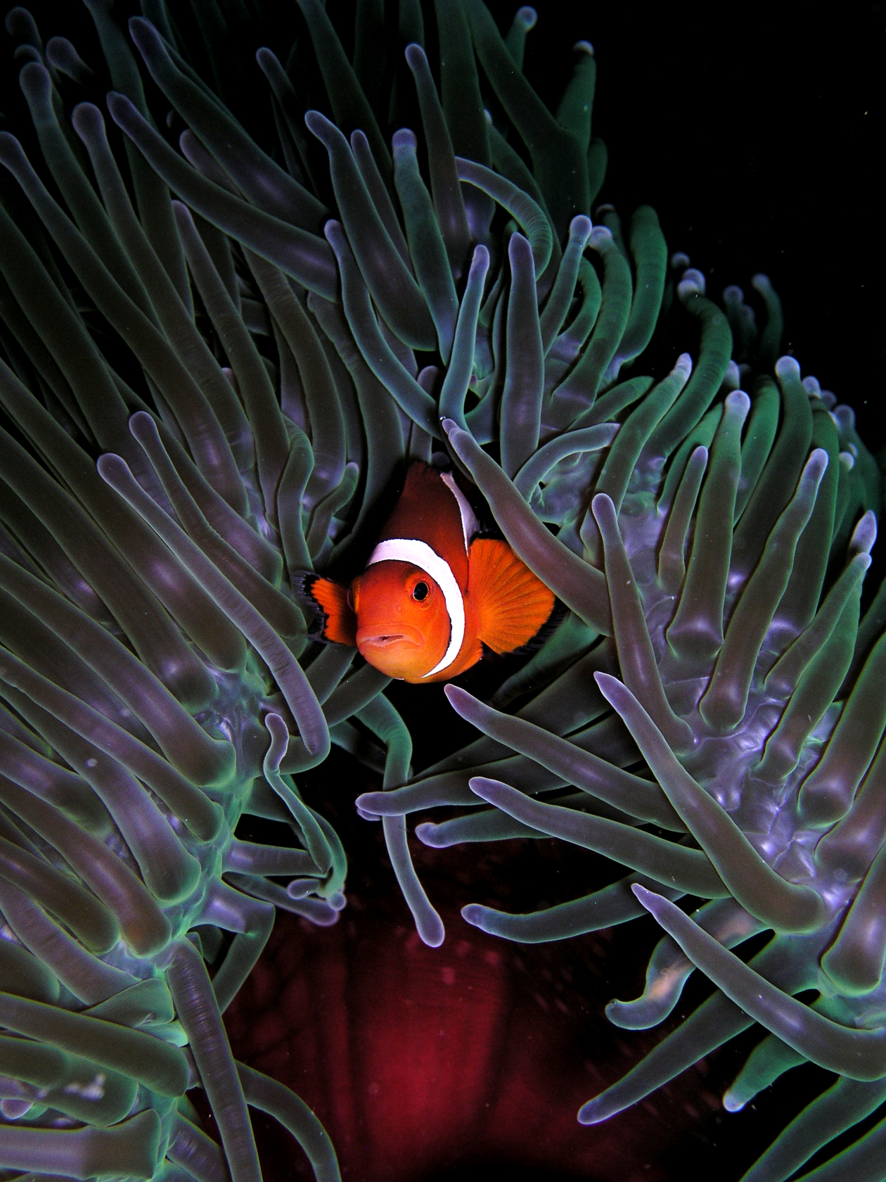 Amphiprion ocellaris — jedinec ukrytý medzi tentaklami sasanky