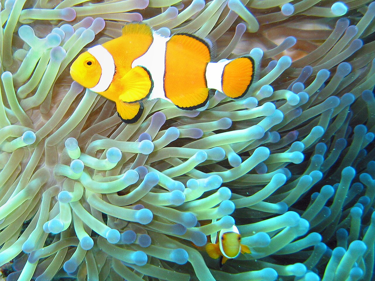 Amphiprion ocellaris v sasanke Heteractis magnifica — dospelý jedinec a mláďa, Filipíny