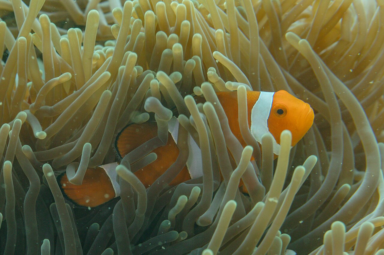 Amphiprion ocellaris v sasanke Heteractis magnifica — Filipíny, prírodný biotop