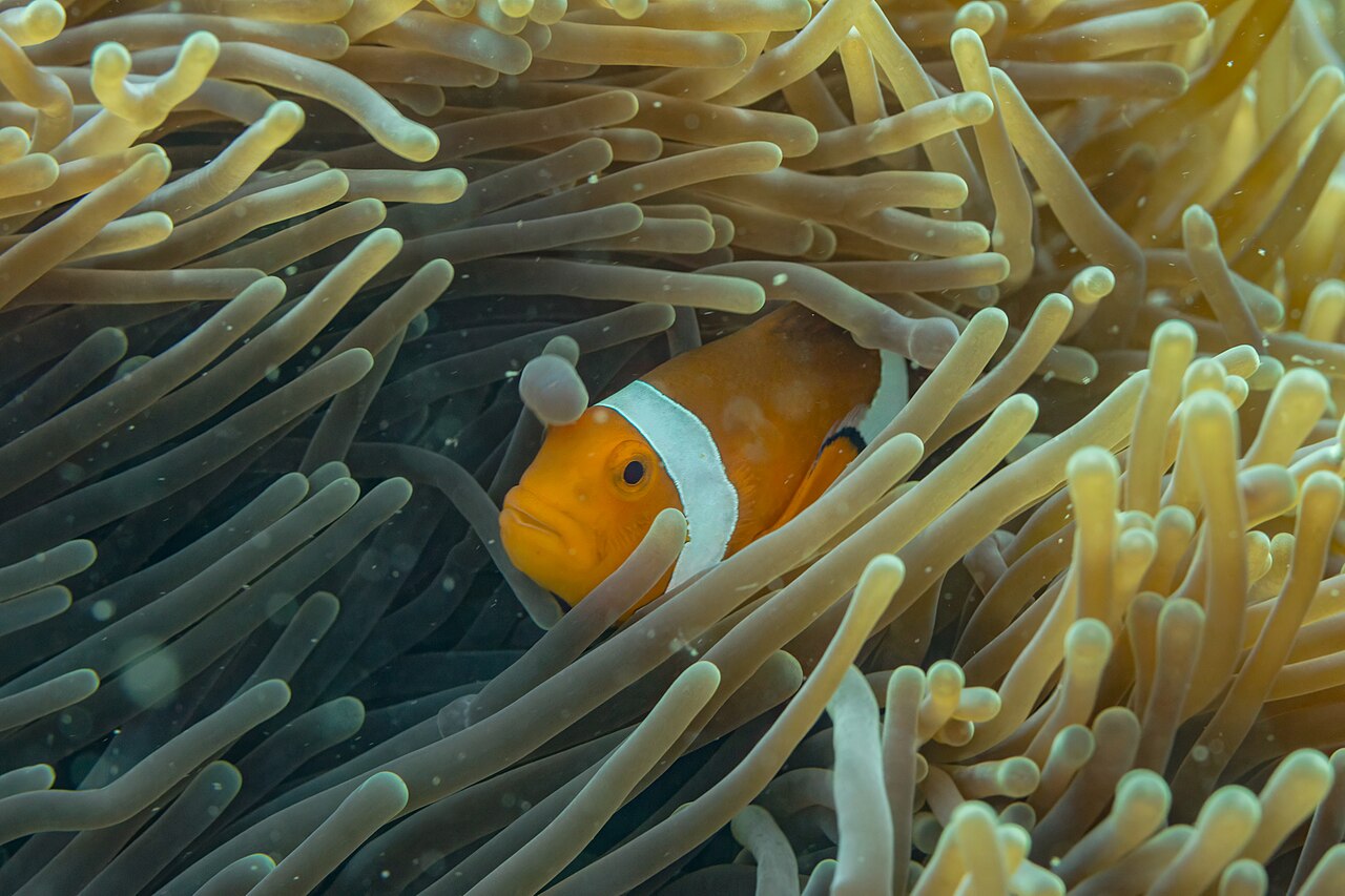 Amphiprion ocellaris v sasanke — detailný pohľad zblízka