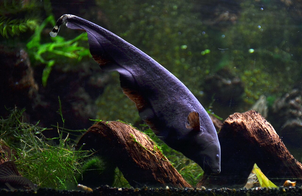 Black ghost knifefish