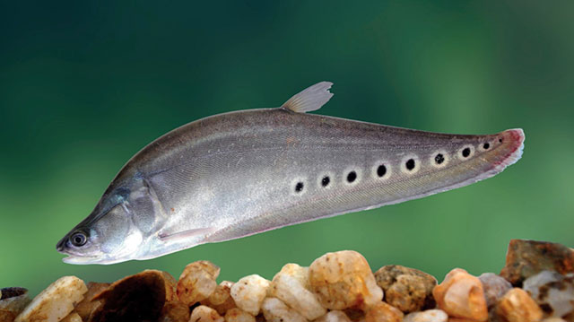 Clown knifefish
