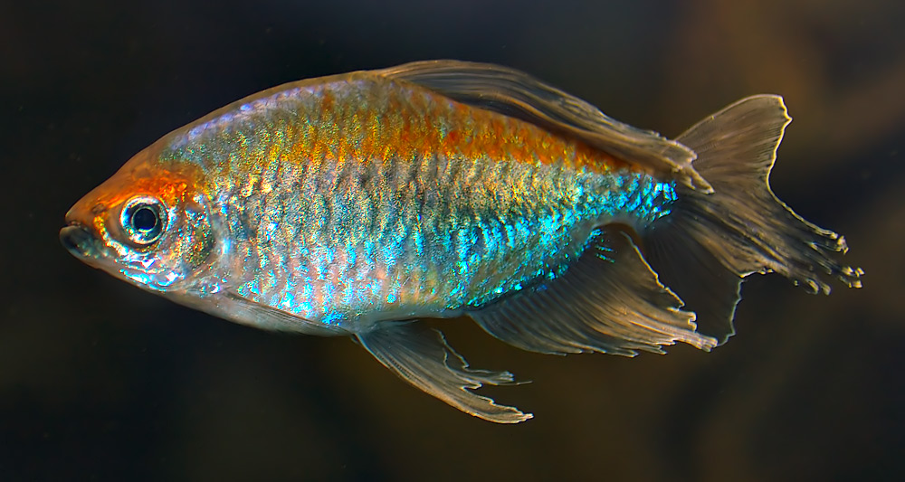 Kongo tetra
