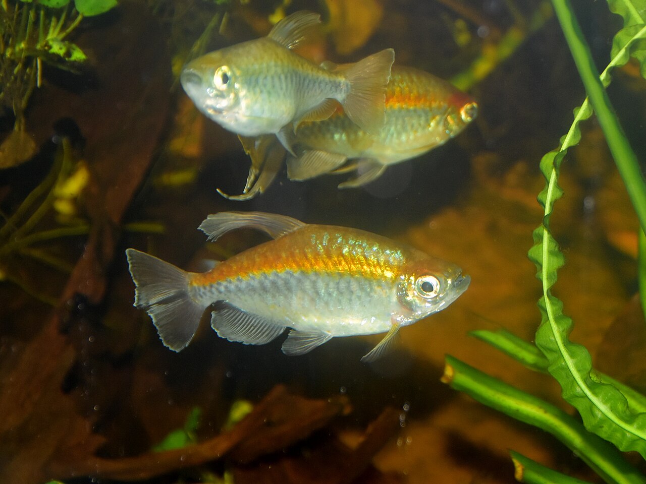 Kongo tetra (Phenacogrammus interruptus) — dospelý jedinec v akváriu, modrozlatý lesk boku