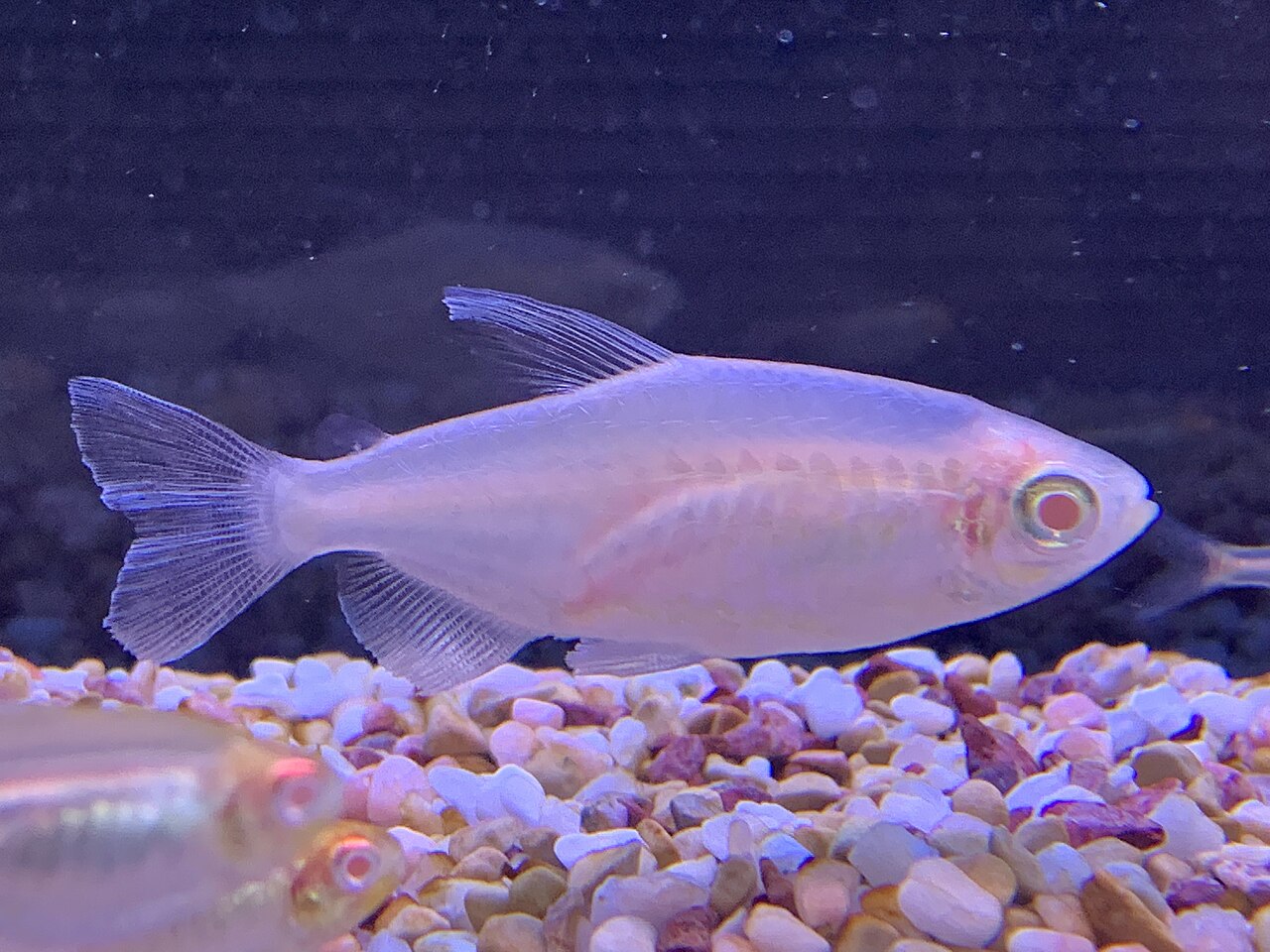 Albínová forma kongo tetry (Phenacogrammus interruptus) chovaná v akváriu