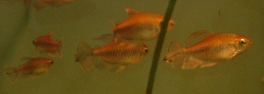 Kongo tetra (Phenacogrammus interruptus) — bočný pohľad na celé telo a pás iridiscentných šupín