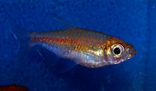 Kongo tetra (Phenacogrammus interruptus) — detail hlavy a oka