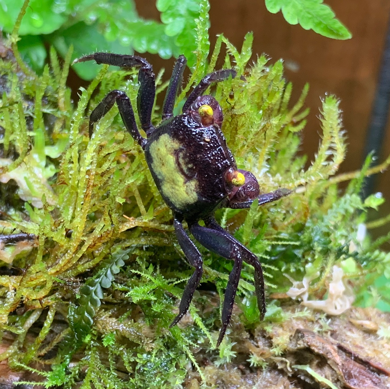 Krab vampire