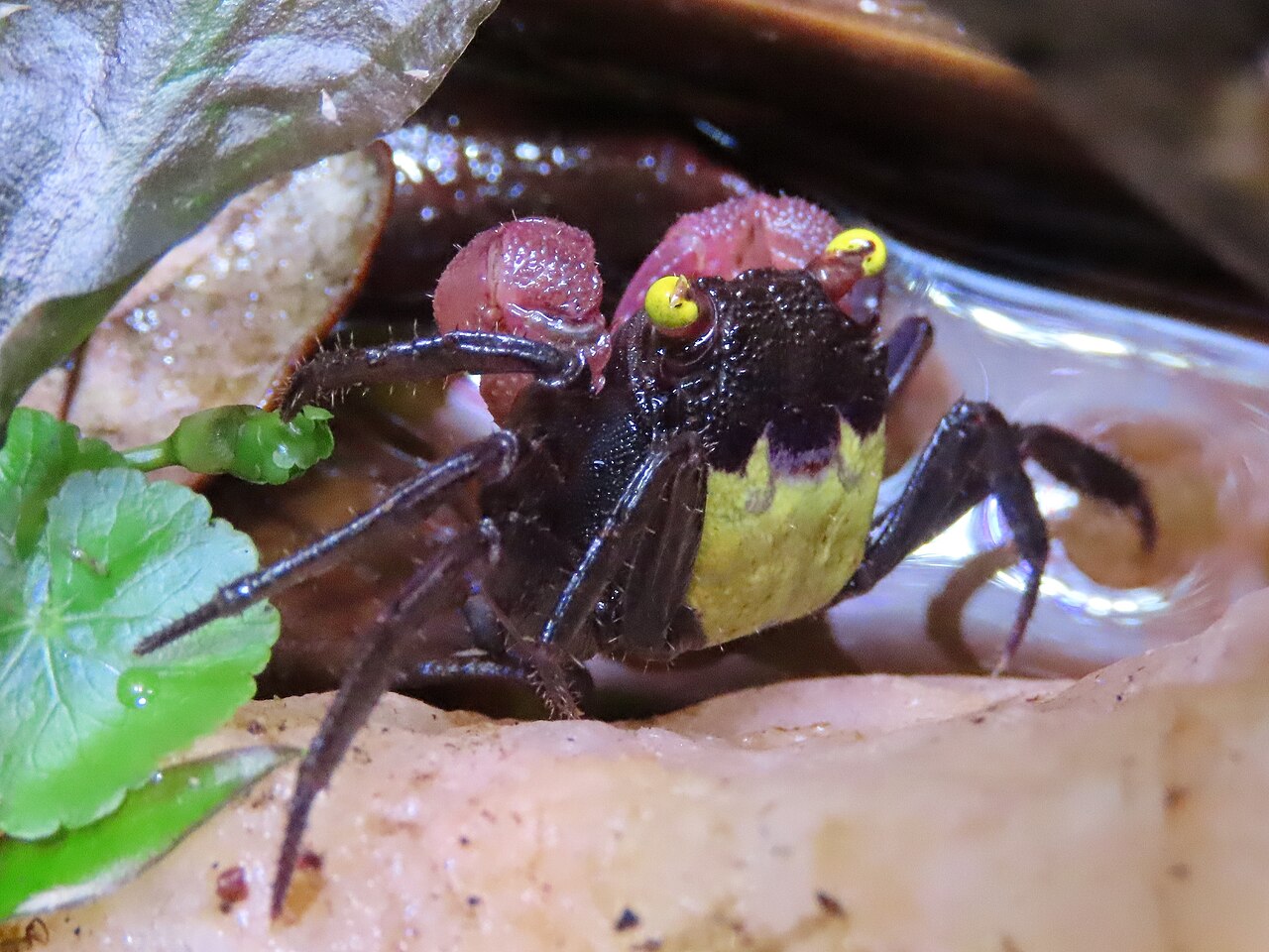 Geosesarma dennerle (krab vampír) — dospelý jedinec, fialovo-oranžové sfarbenie