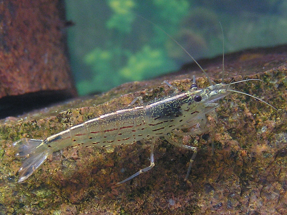 Caridina multidentata zblízka na kameni, pozdĺž boku vidno rad tmavočervených čiarok typický pre samicu