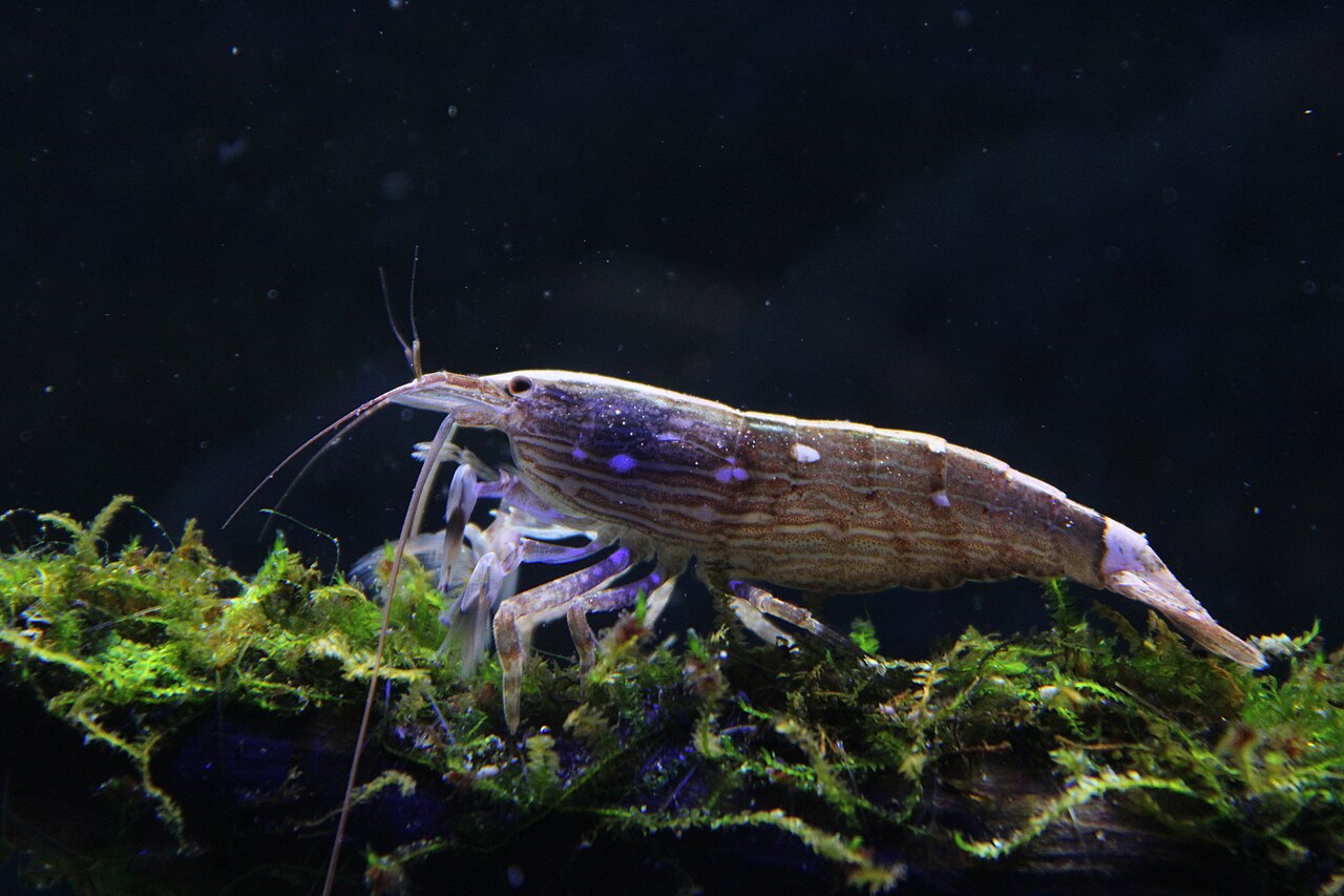 Krevetka bambu (filter)
