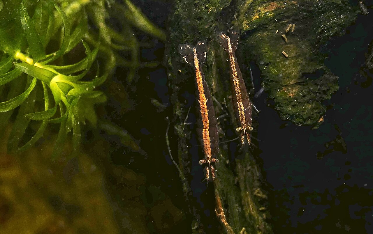 Detail filtračných vejárov krevetky bambu (Atyopsis moluccensis)