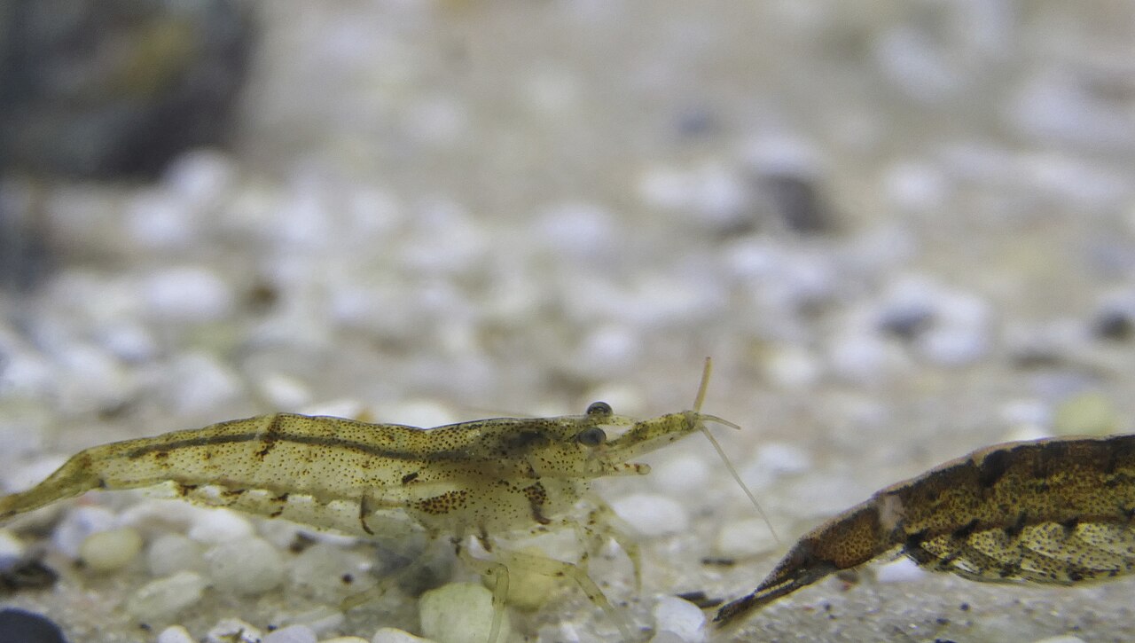 Subadultná krevetka bambu s formujúcimi sa vejármi