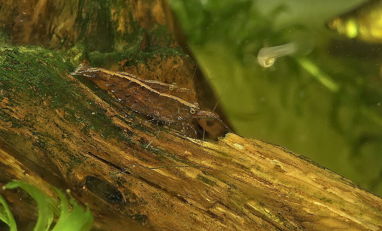 Dospelá krevetka bambu (Atyopsis moluccensis) z čeľade Atyidae