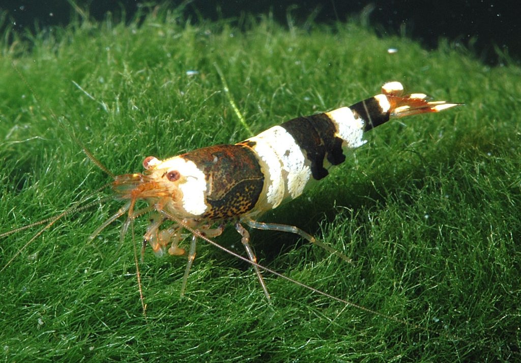 Krevetka Bee (Tygrička)