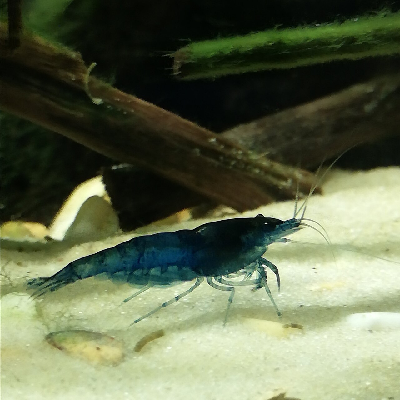 Tmavomodrá Neocaridina davidi línie Blue Dream na svetlom piesku pod koreňom