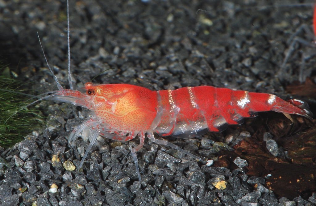 Krevetka crystal red