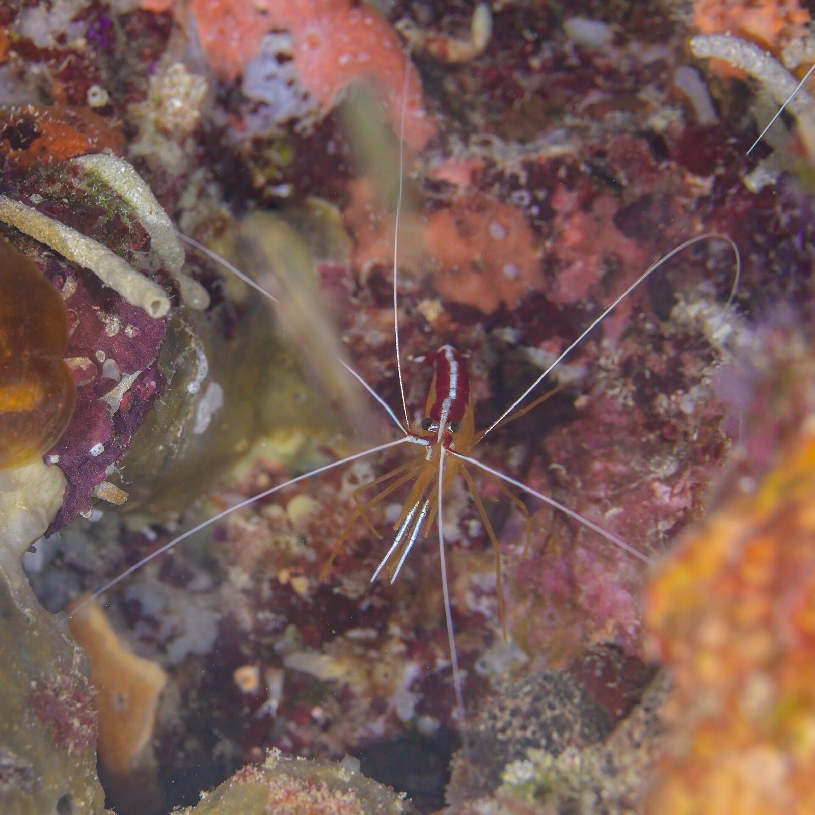 Krevetka čistič (Lysmata amboinensis)